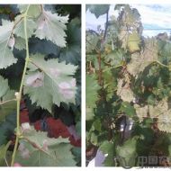 ����˪ù�����l�����ظ漱��